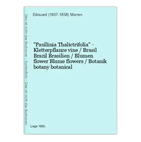 Paullinia Thalictrifolia - Kletterpflanze vine / Brasil Brazil Brasilien / Blumen flower Blume flowers / Botan