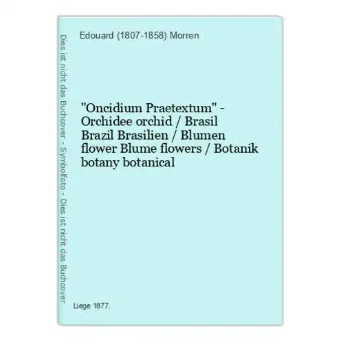 Oncidium Praetextum - Orchidee orchid / Brasil Brazil Brasilien / Blumen flower Blume flowers / Botanik botany