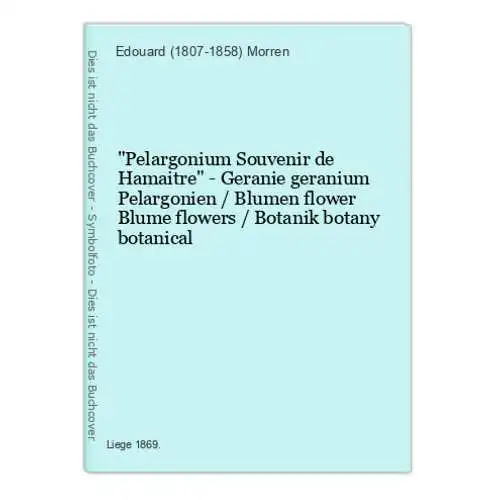 Pelargonium Souvenir de Hamaitre - Geranie geranium Pelargonien / Blumen flower Blume flowers / Botanik botany