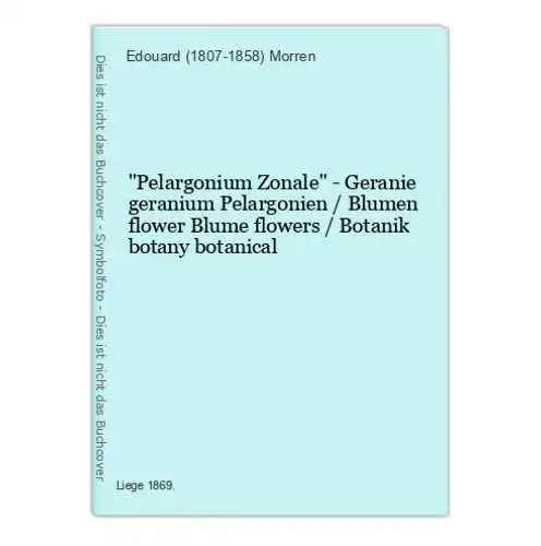 Pelargonium Zonale - Geranie geranium Pelargonien / Blumen flower Blume flowers / Botanik botany botanical