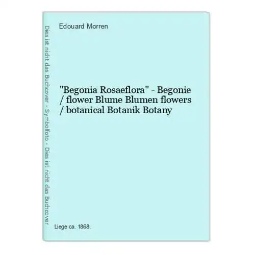 Begonia Rosaeflora - Begonie / flower Blume Blumen flowers / botanical Botanik Botany