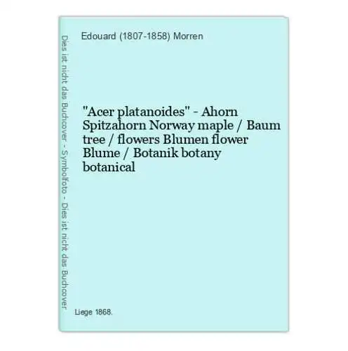 Acer platanoides - Ahorn Spitzahorn Norway maple / Baum tree / flowers Blumen flower Blume / Botanik botany bo
