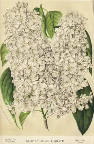 Lilas Mlle. Marie Legraye - Flieder lilac lilacs Syringa / flower Blume Blumen flowers / botanical Botanik Bot