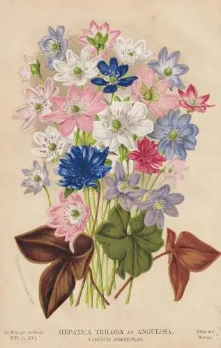 Hepatica Triloba et Angulosa - Leberblümchen liverwort / flower Blume Blumen flowers / botanical Botanik Bota