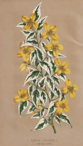 Kerria Japonica - Kerrie Japanisches Goldröschen Ranunkelstrauch / Japan / flower Blume Blumen / botanical Bo