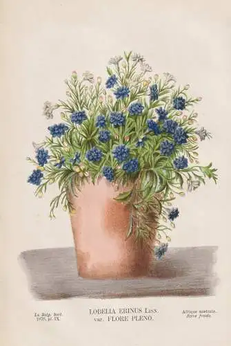 Lobelia Erinus - Lobelien edging lobelia / South Africa / Blumen flower Blume flowers / Botanik botany botanic
