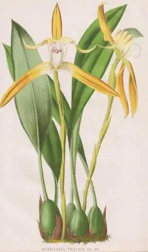 Maxillaria Triloris - Orchidee orchid / flower Blume Blumen flowers / botanical Botanik Botany