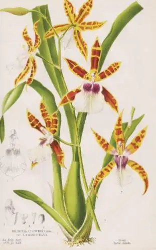 Miltonia Clowesii - Brasil Brazil Brasilien / Orchidee orchid / Blumen flower Blume flowers / Botanik botany b