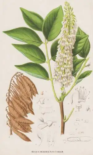 Maackia Amurensis - Gelbholz / flower Blume Blumen flowers / botanical Botanik Botany
