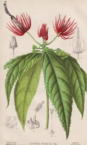 Pavonia Wioti - Brazil Brasil Brasilien / flower Blume Blumen flowers / botanical Botanik Botany