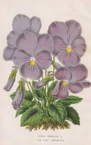 Viola Cornuta - Hornveilchen Veilchen horned pansy / Blume flower Blumen flowers / Pflanze plant / Botanik bot