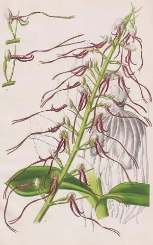 (Aceras Hircina) - Orchid Orchidee / flower Blume Blumen / botanical Botanik Botany