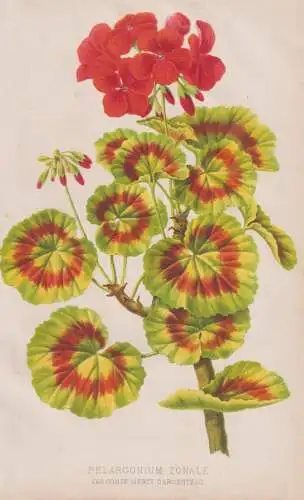 Pelargonium Zonale var. Comte Mercy d'Argenteau - Geranie geranium Pelargonien / Blumen flower Blume flowers /