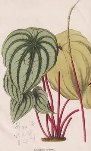 Peperomia Argyreia - Peperomie Zwergpfeffer / Blume flower Blumen flowers / Pflanze plant / Botanik botany bot