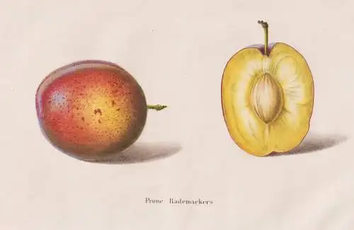 Prune Rademaekers - Pflaume plum Pflaumen plums / Obst fruit / Pomologie pomology / flower Blume Blumen flower