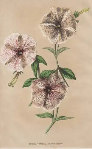 Petunia Violacea - Petunien / Argentina Argentinien / Blumen flower Blume flowers / Botanik botany botanical