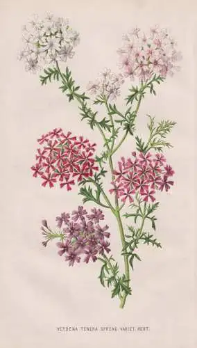 Verbena Tenera - Vervain Eisenkraut Verbena verveine / Blumen flower Blume flowers / Botanik botany botanical