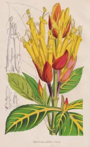 Sanchezia Nobilis - Feuerfinger / South America Südamerika / flower Blume Blumen flowers / botanical Botanik