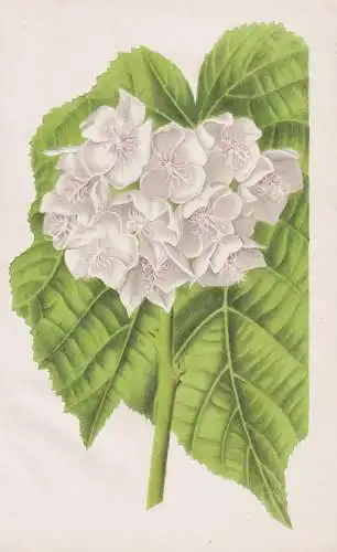 (Dombeya Mastersii) - dombeyas / Africa Afrika Madagascar / Blumen flower Blume flowers / Botanik botany botan