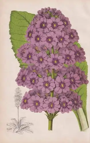 (Primula Japonica) -  Japan / Primel primrose / flower Blume Blumen flowers / botanical Botanik Botany
