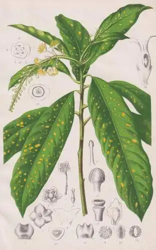 (Codiaeum Variegatum ou Croton Panache) - Wunderstrauch Kroton Croton / Blume flower Blumen flowers / Pflanze