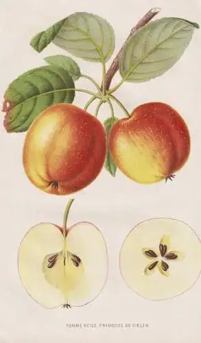 Pomme Neige Famboise de Gielen - Apfel apple apples Äpfel / Obst fruit / Pomologie pomology / flower Blume Bl