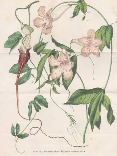 Aristolochia Macroura - Pfeifenblumen pipevine Pfeifenwinden / flower Blume Blumen flowers / botanical Botanik