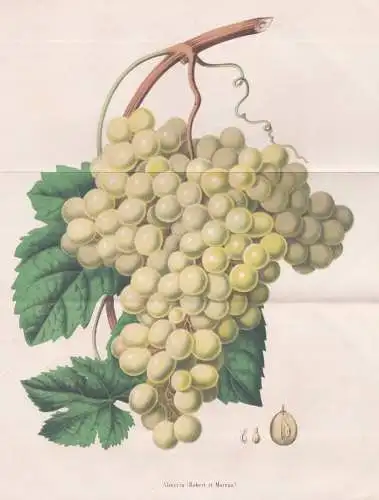 Almeria (Robert et Moreau) - Wein wine grapes Weintraube / Obst fruit / flower Blume Blumen flowers / botanica
