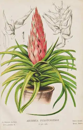 Aechmea Furstenbergi - Brasil Brazil Brasilien / Blumen flower Blume flowers / Botanik botany botanical