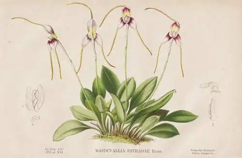 Masdevallia Estradae - Orchidee orchid / South America Südamerika / flower Blume Blumen flowers / botanical B