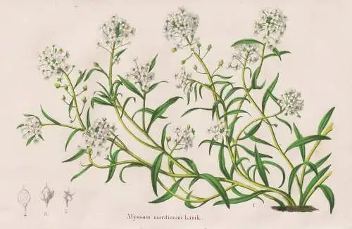 Alyssum maritimum - Strand-Silberkraut sweet alison Steinkraut Duftsteinrich / flower Blume Blumen flowers / b