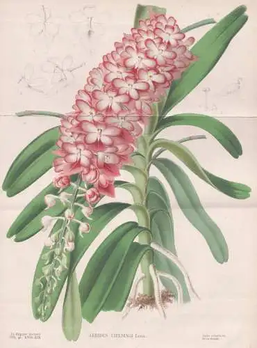 Aerides Fieldingi - Orchidee orchid / India Indien / Blumen flower Blume flowers / Botanik botany botanical