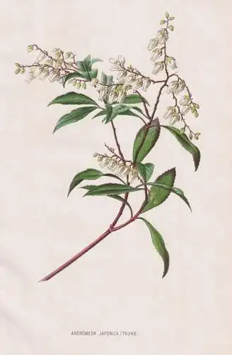 Andromeda Japonica - Rosmarinheide bog-rosemary / Japan / flower Blume Blumen / botanical Botanik Botany