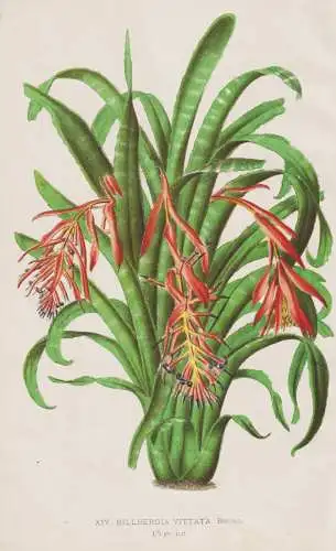 Billbergia Vittata-  Bromelien / flower Blume Blumen flowers / botanical Botanik Botany