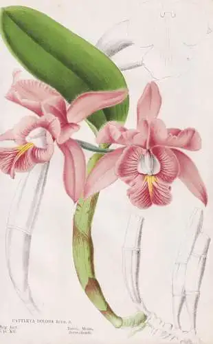 Cattleya Dolosa - Orchidee orchid / Brasil Brazil Brasilien / Blumen flower Blume flowers / Botanik botany bot