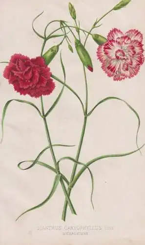 Dianthus Caryophyllus - Landnelke Nelke carnation clove pink / flower Blume Blumen flowers / botanical Botanik
