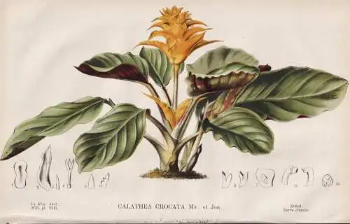 Calathea Crocata - Safran-Korbmarante / Brazil Brasil Brasilien / flower Blume Blumen flowers / botanical Bota
