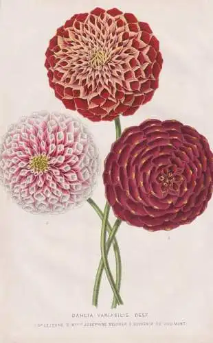 Dahlia Variabilis - Dahlien Dahlie / flower Blume Blumen flowers / botanical Botanik Botany