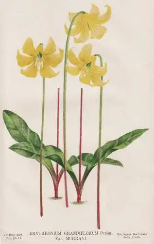 Erythronium Grandiflorum - Großblütiger Hundszahn yellow avalanche lily / Rocky Mountains / Blumen flower Bl