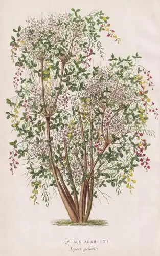 Cytisus Adami- Goldregen Geißklee / flower Blume Blumen flowers / botanical Botanik Botany