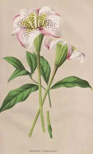 Gardenia Stanleyana - Gardenien / Sierra Leone / Blumen flower Blume flowers / Botanik botany botanical