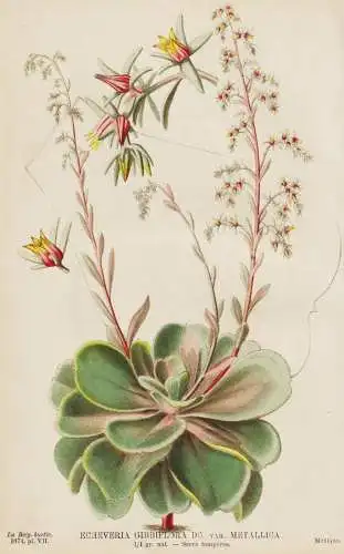 Echeveria Gibbiflora var. Metallica - Echeverien / Mexico Mexiko America Amerika / flower Blume Blumen flowers