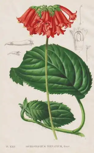 Dichrotrichum Ternateum - Papua New Guinea / flower Blume Blumen / botanical Botanik Botany