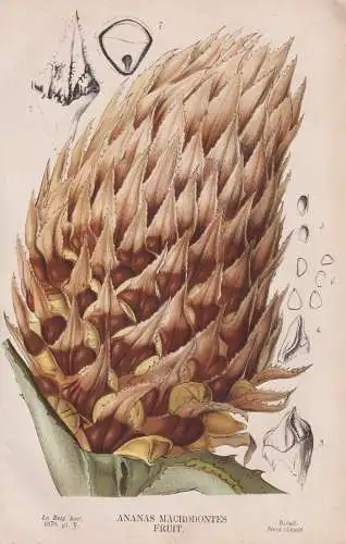 Ananas Macrodontes Fruit - Ananas pineapple / Obst fruit / Blume flower Blumen flowers / Pflanze plant / botan