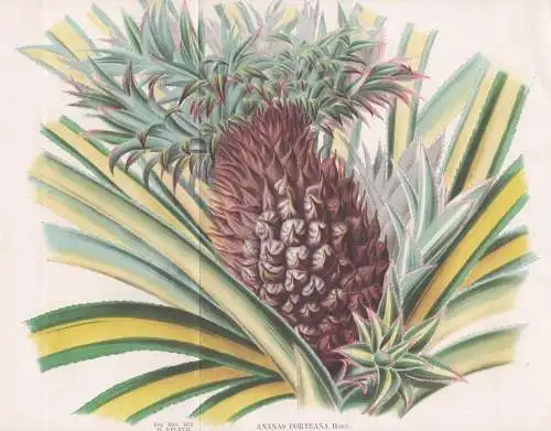 Ananas Porteana - Ananas pineapple / Obst fruit / Blume flower Blumen flowers / Pflanze plant / botanical Bota