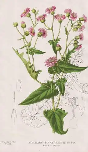 Mocharia Pinnatifida - Chile / flower Blume Blumen flowers / botanical Botanik Botany