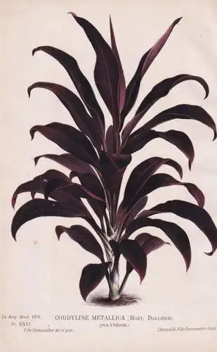 Cordyline Metallica - Rote Keulenlilie / Polynesien Polynesia / flower Blume Blumen flowers / botanical Botani