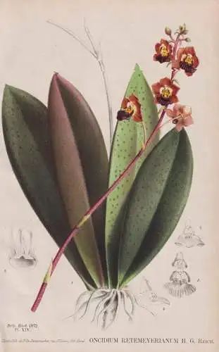 Oncidium Retemeyerianum - Orchidee Orchid / Mexico Mexiko / flower Blume Blumen flowers / botanical Botanik Bo