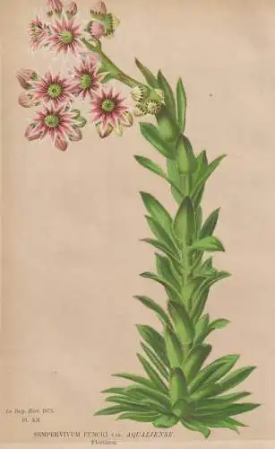 Sempervivum Funcki var. Aqualiense. Floraison - Hauswurz houseleeks liveforever / flower Blume Blumen flowers