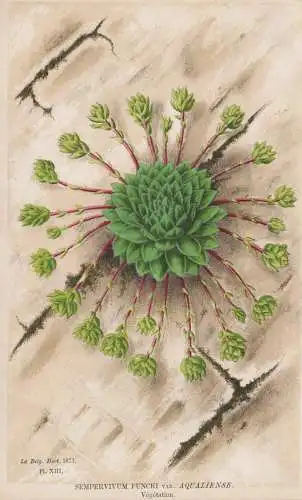 Sempervivum Funcki var. Aqualiense. Vegetation - Hauswurz houseleeks liveforever / flower Blume Blumen flowers